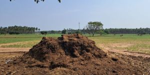 Cow Dung Manure