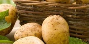 Brown a Grade Fresh Potato