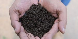 Vermicompost Fertilizer