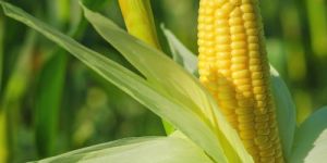 Yellow Corn