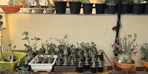 Adenium Flowering Plant