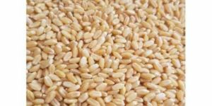 Wheat