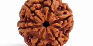 rudrakasha beads