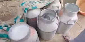 Desi Pure Cow A2 Milk