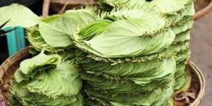 Betel Leaf
