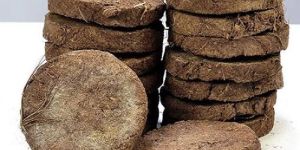 Cow Dung