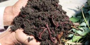 Brown Vermicompost Fertilizer