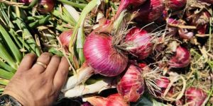 Fresh Red Onion
