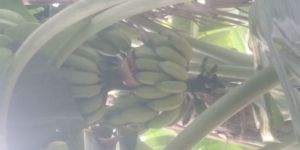 Bananas