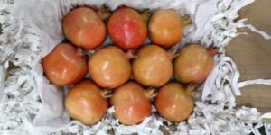 Pomegranate