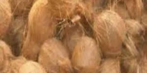 Semi Husked Coconuts