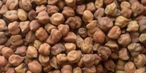 Brown Dried Rvg 204 Gram Seed