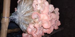 Pink Oyster Mushroom