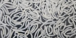 1121 Steam Basmati Rice