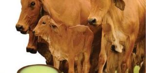 1 Kg A2 Gir Cow Ghee