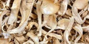 Dry Oyster Mushroom