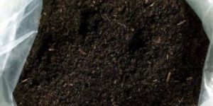 Cow Dung Powder