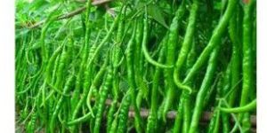 Green Chilly