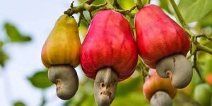 Raw Cashew