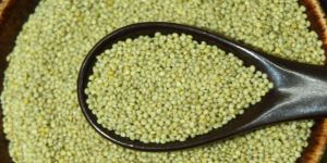 Browntop Millet