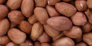 Groundnut
