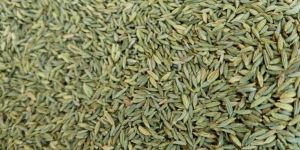 Fennel Seeds