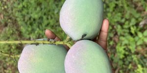Fresh Mangoes