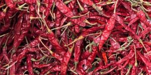 Shark 01 Red Chillies