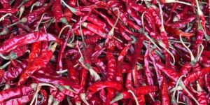 Teja Red Chilli