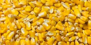 Yellow Corn