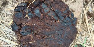 Cow Dung
