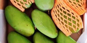 Organic Dashehari Mango