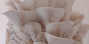 Oyster Mushroom