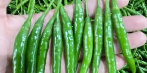Green Chili