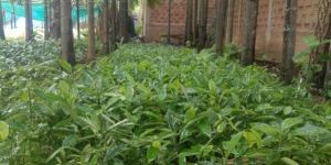 Dalchini Plants