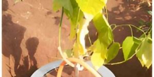 Temperature Integrated Advanced Lysimeter