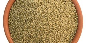 Browntop Millet
