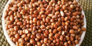 Cowpea Beans