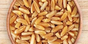 Durum Wheat
