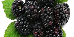 Fresh A Grade Blackberry