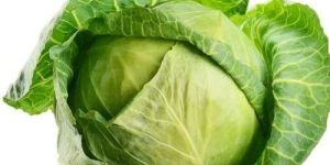 Fresh Green Cabbage