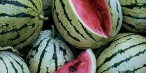 Fresh Sweet Watermelon