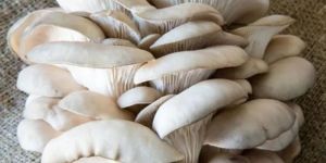 Organic Oyster Mushrooms