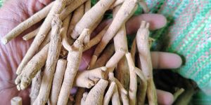 Dry Ashwagandha Root
