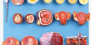GD/A42002 Human Fertilization and Early Embryogeny