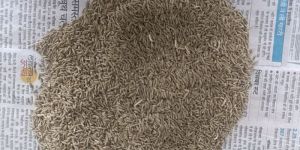 Cumin Seed Jeera