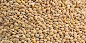 Yellow Millet ( PROSO)