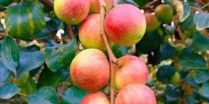 Ball Sundari Apple Ber Plants