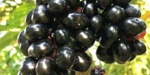 Black Jamun Plants