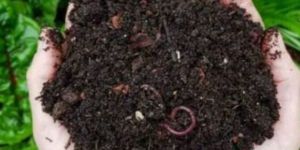 100 metric ton vermicompost